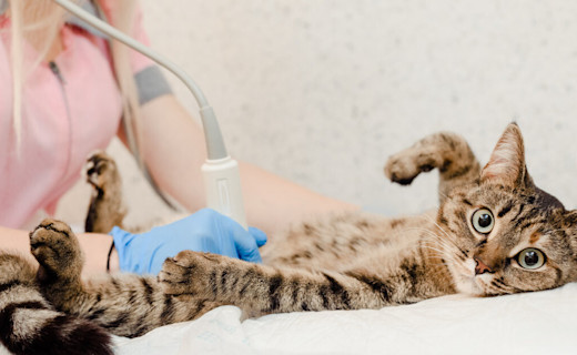 La importancia de la esterilización en perros y gatos