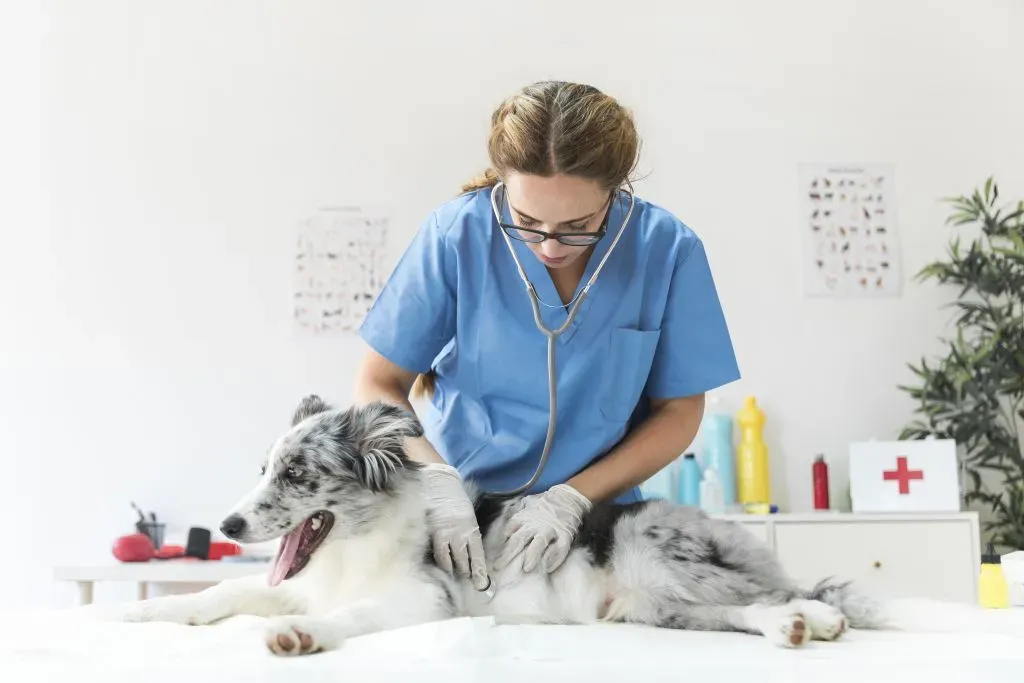 Consulta Veterinaria General