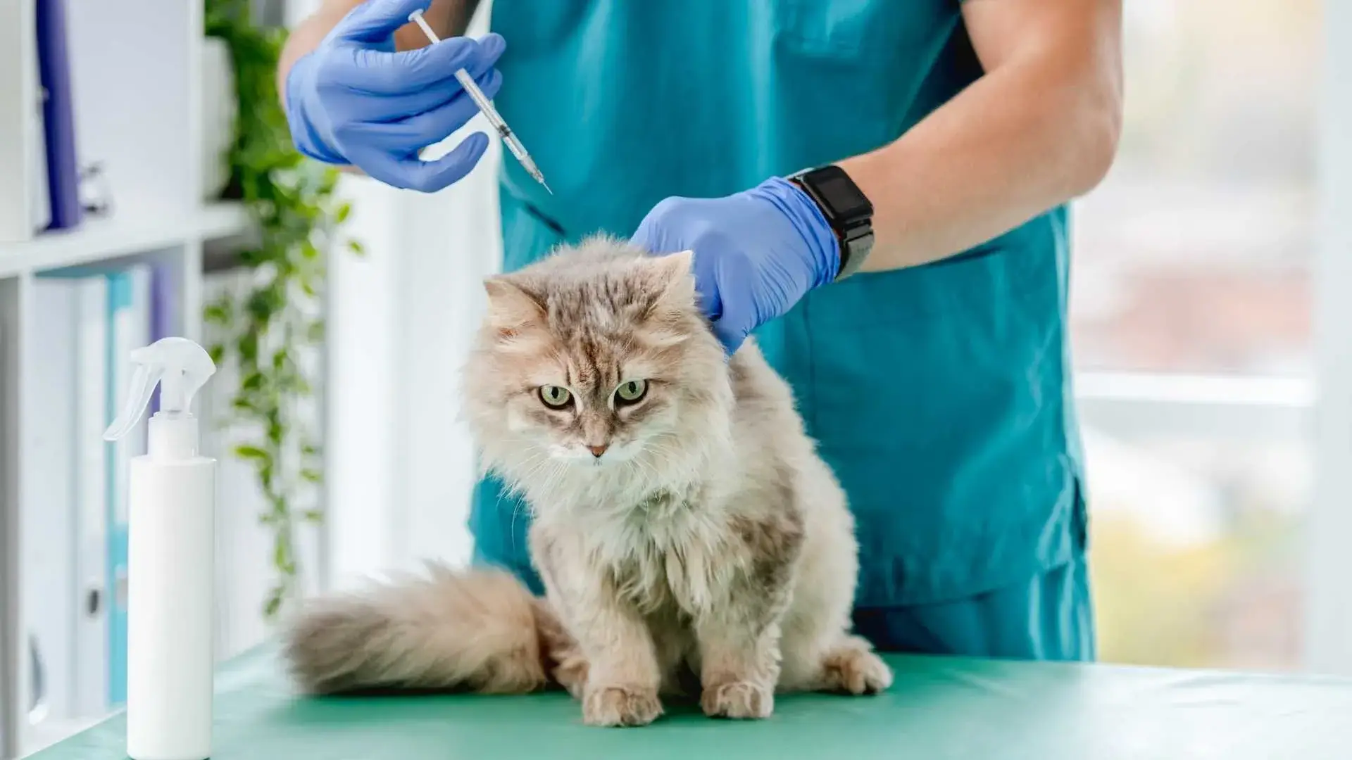 Vacunación Anual Felina