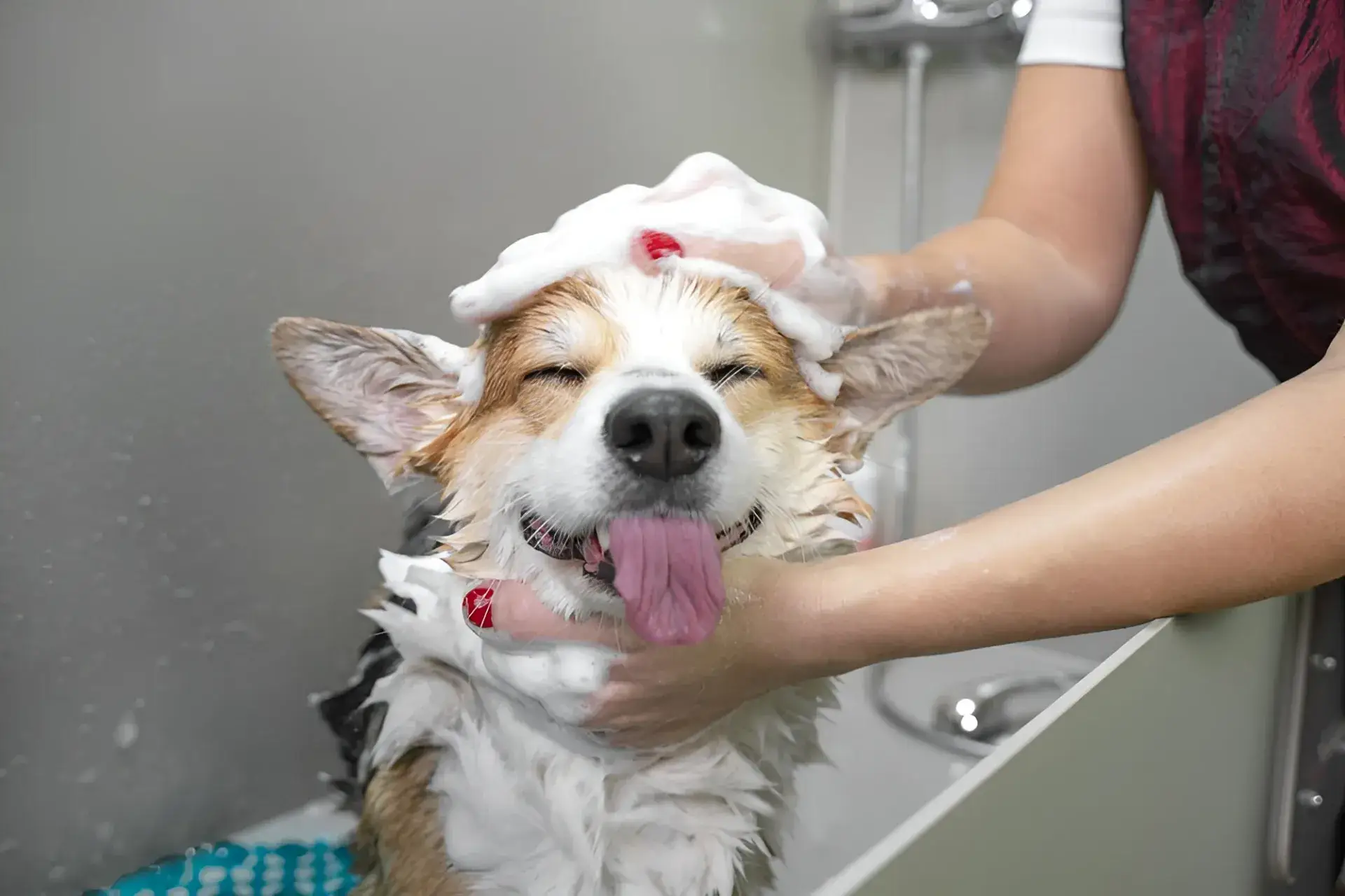 Peluquería y Baño Clínico