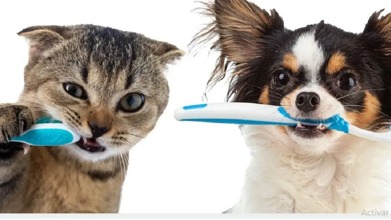 Profilaxis Dental
