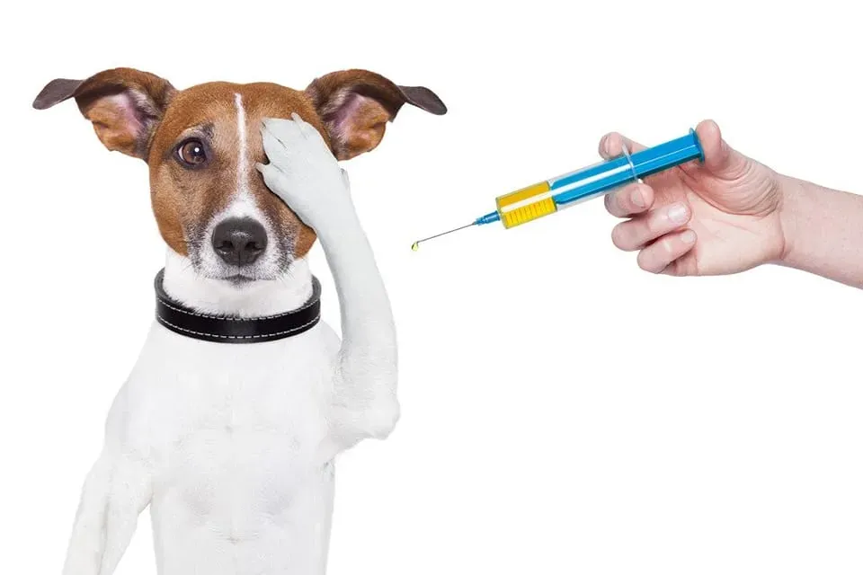 Vacunación Anual Canina